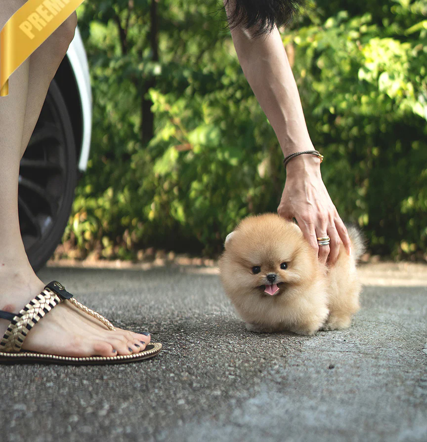 BUTTERS😍- Pomeranian Rüde
