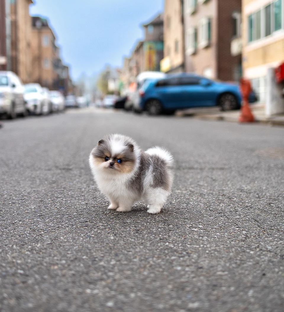 CARLOS 😍- Pomeranian Rüde