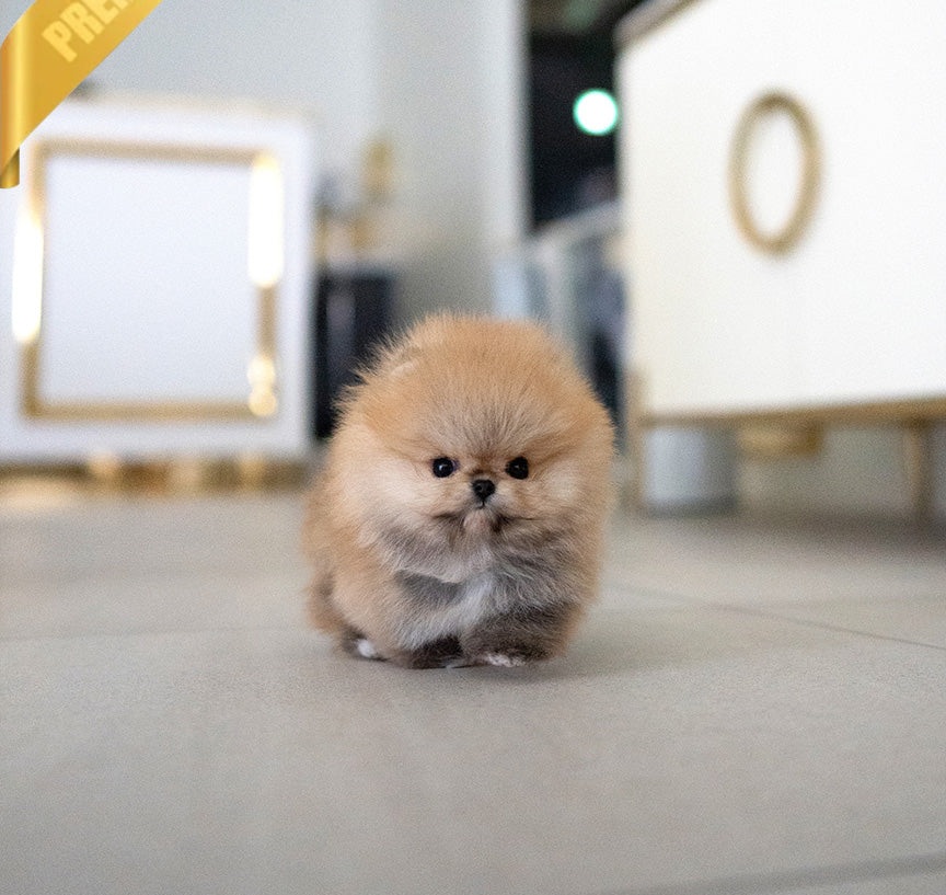 CHESTER 😍- Pomeranian Weiblich