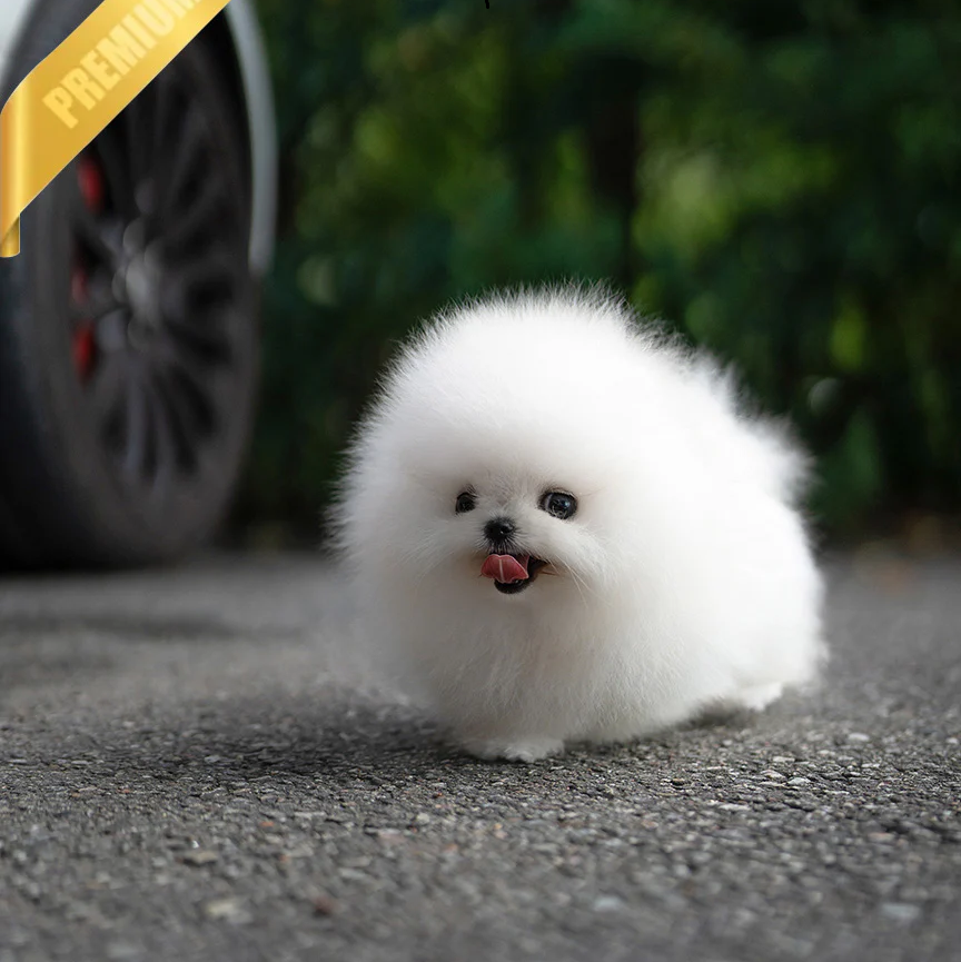 COCO 😍- Pomeranian Weiblich
