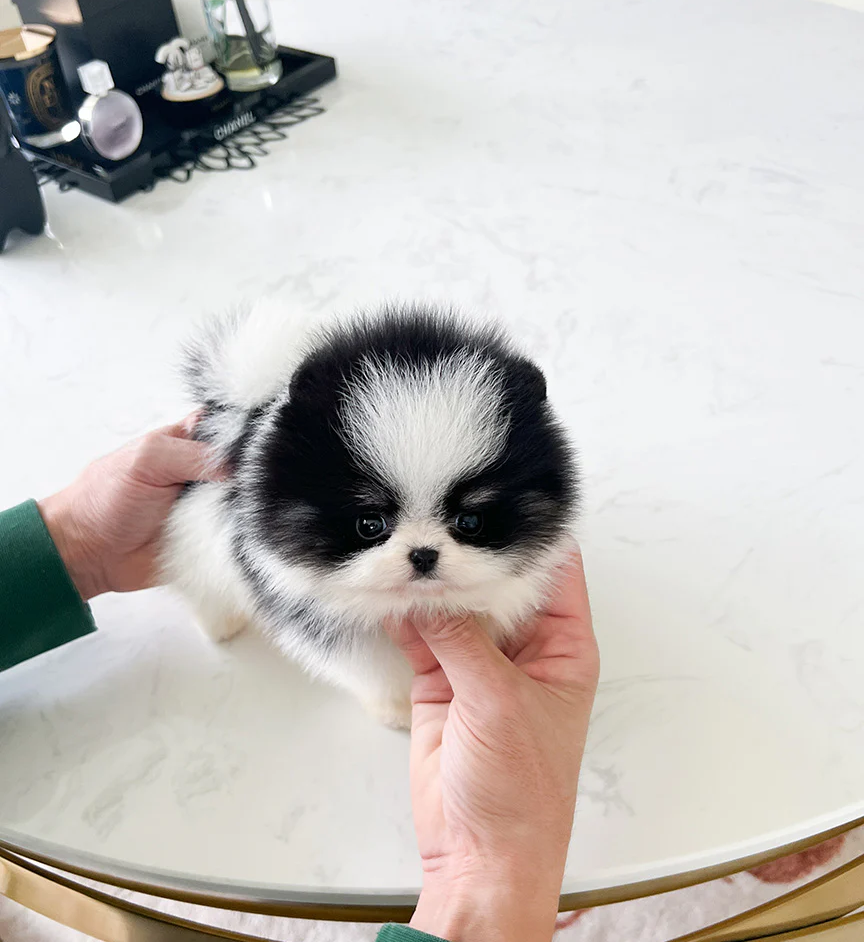 MOOMOO 😍- Pomeranian Weiblich