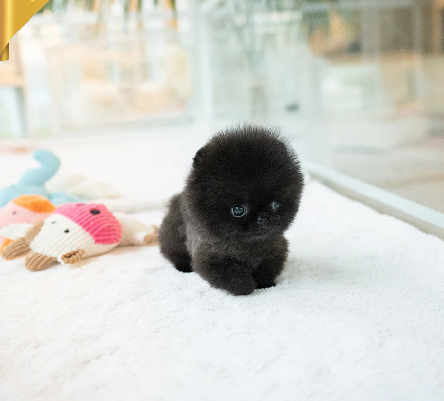 NOIR 😍- Pomeranian Weiblich
