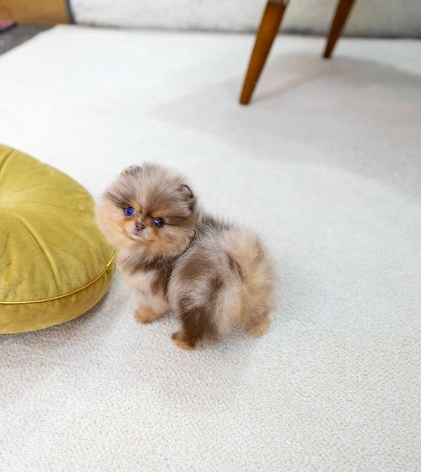 SHEKA 😍- Pomeranian Weiblich