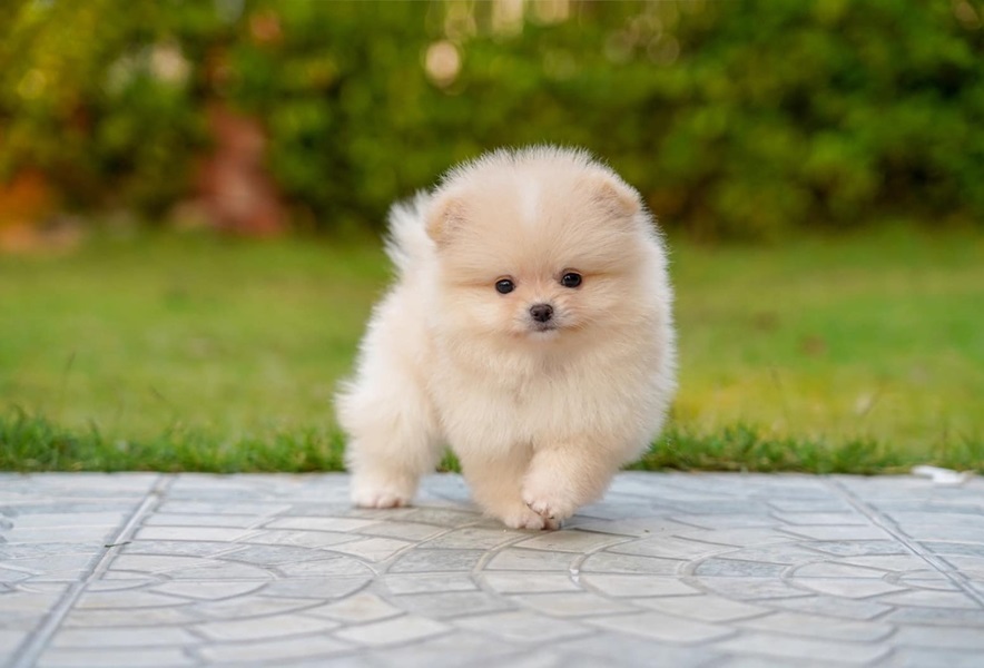 TEDDY 😍- Pomeranian Rüde