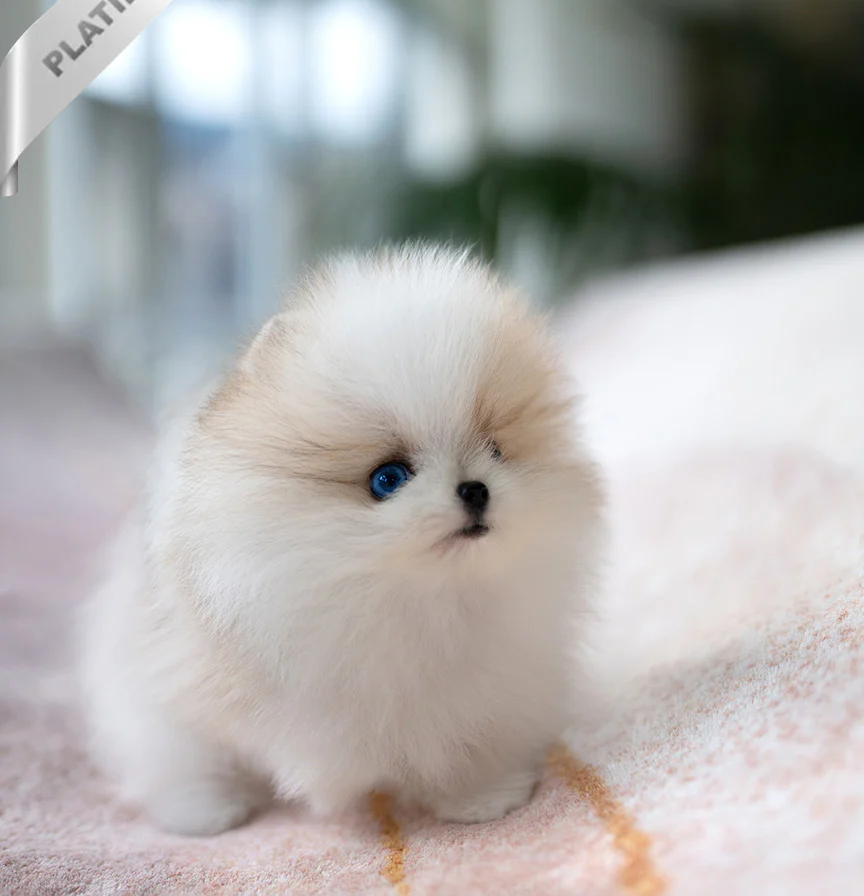 TIFFANY 😍- Pomeranian Weiblich