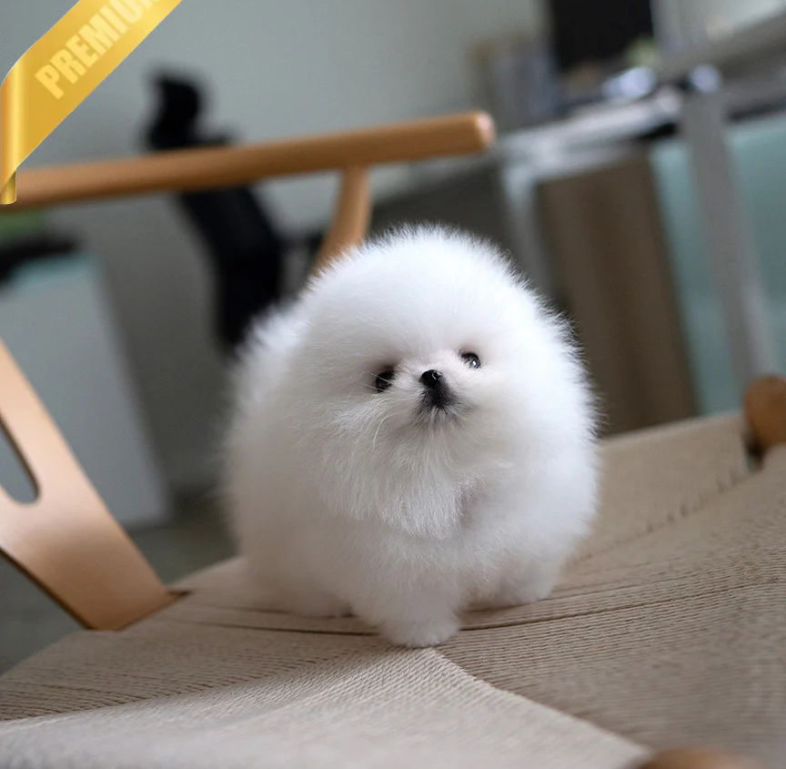 COOPER 😍- Pomeranian Rüde