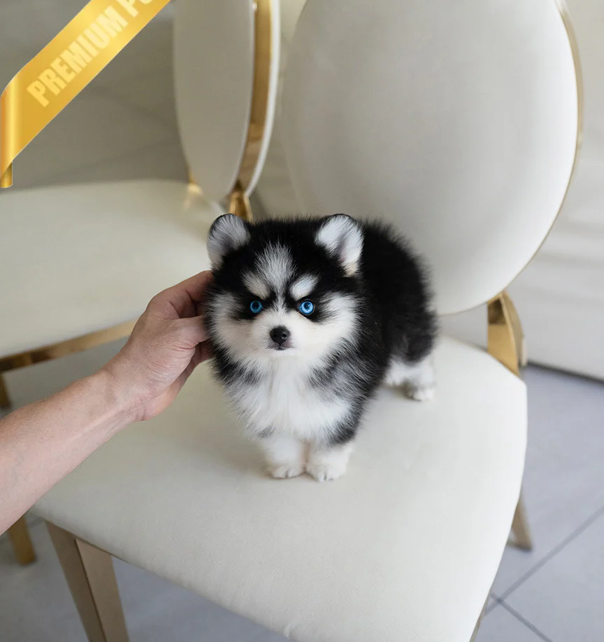 KODA 😍- Pomsky Rüde