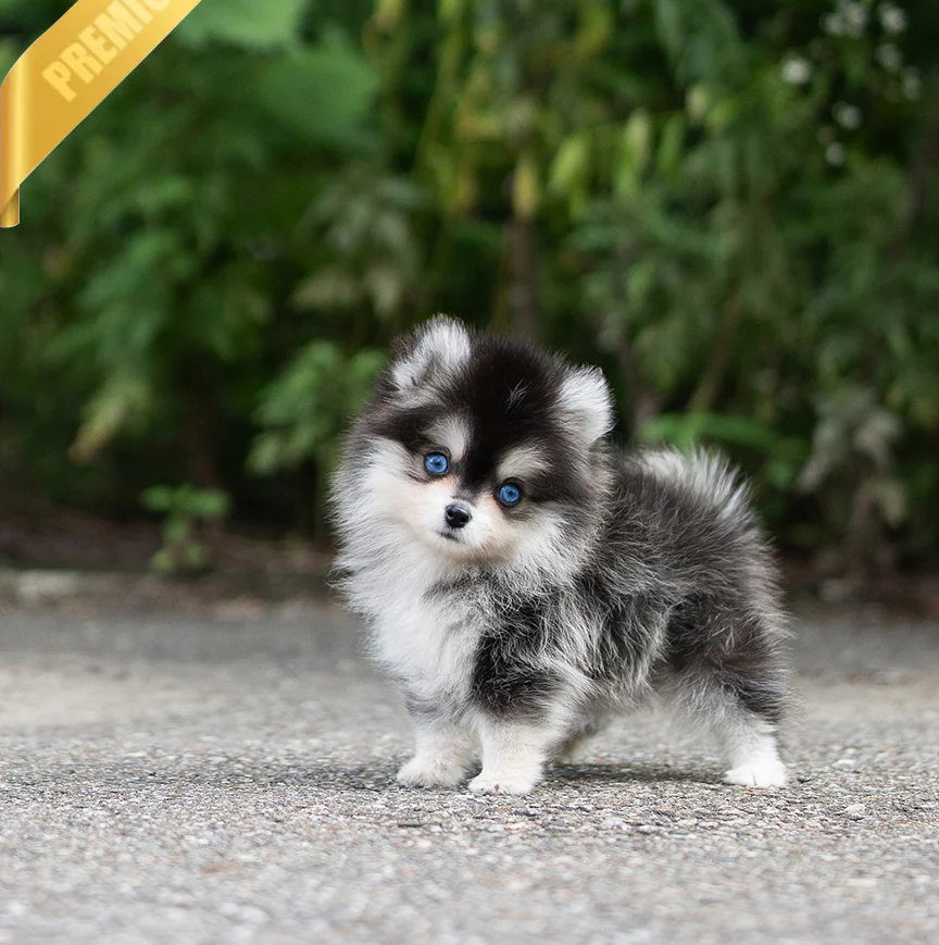 LEO 😍- Pomsky Rüde