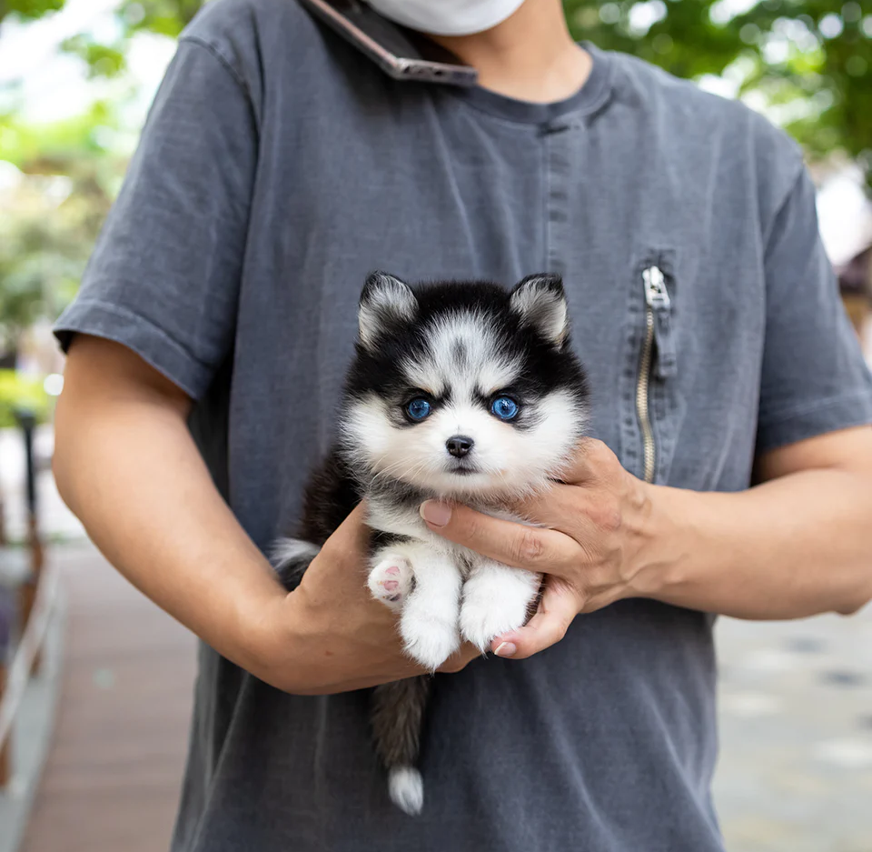 LISA 😍- Pomsky Weiblich