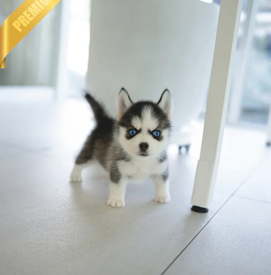 RYDER 😍- Pomsky Rüde