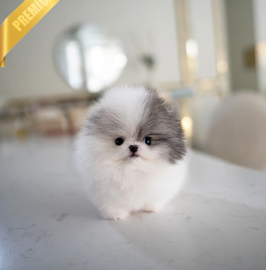 BELLA 😍- Pomeranian Weiblich
